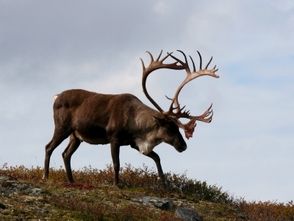 Jagdreise Norwegen